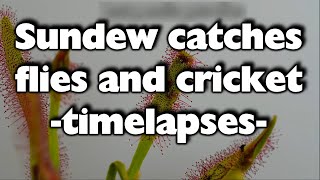 Sundew catches prey timelapses w Dcapensis pt27 [upl. by Guy]