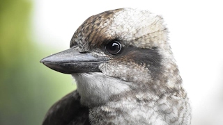 baby kookaburra sings after food [upl. by Eiznekcm]