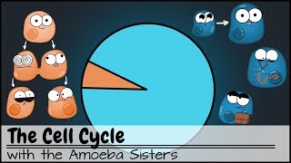 The Cell Cycle and cancer Updated [upl. by Renick]