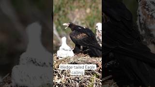 Wedgetailed Eagle calling🦅 birds eagles wildlifeofaustralia wildlife 4knature [upl. by Kesley]