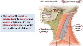 Overview of the Neck 1  Layers and Triangles  Dr Ahmed Farid [upl. by Theran]