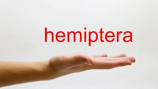 How to Pronounce hemiptera  American English [upl. by Etyam]