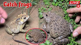 🐸Boing boing catching froggy funny  catch frogs make you laugh  catch frogs for fun part0006 [upl. by Eniamaj749]