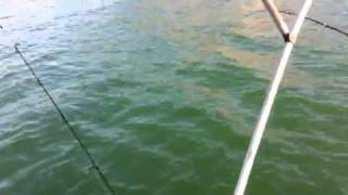 Kerrys big fish catch at Lake Argyle [upl. by Netsirk]