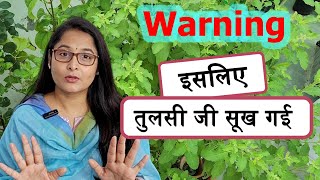 🔴10 MISTAKES WE DO IN TULSI PLANT ALL SEASON  तुलसी को सालो हरा भरा रखें  tulsiplant gardening [upl. by Gherardi]