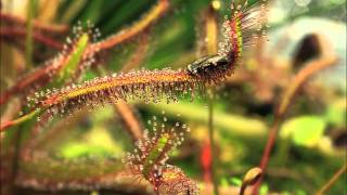 Drosera capensis quotRedquot in Action [upl. by Rimidalg]