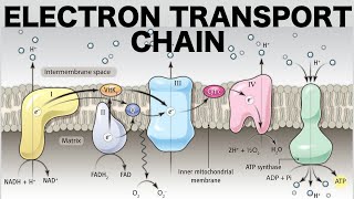 Brief Discussion on the Electron Transport chain Respiratory chain [upl. by Elia273]