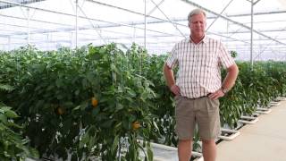 Success with Netafim Greenhouse on a pepper farm [upl. by Elyr]