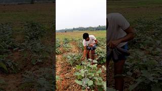 Young Farmer Harvesting Brinjals shorts [upl. by Atin]