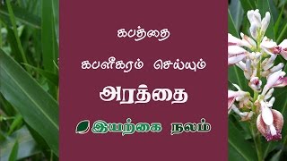 இருமல் நீங்க சித்திரத்தை மூலிகை  Chitharathai Powder Uses in Tamil  Chitharathai Benefits in Tamil [upl. by Nysa]