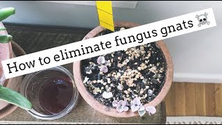 how to get rid of fungus gnats  easy and cheap [upl. by Christmann911]