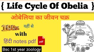 ओबेलिया का जीवन चक्र। life cycle of obelia। obelia। obelia bsc 1st year in hindi। obelia diagram [upl. by Killigrew]