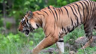 Satpura Tiger Male near Waterhole [upl. by Steiner]