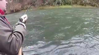 Alsea river Steelhead [upl. by Wasserman]