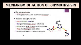 Chymotrypsin  Mechanism of action [upl. by Sucy]