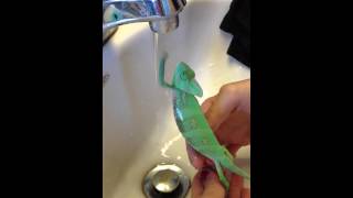 chameleon taking a bath [upl. by Airun]