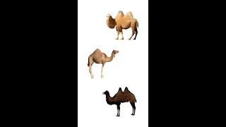 🐪 Types Of Camels 🐫  3 Species Of Camels  Learn Types Of Camels In English [upl. by Nwadrebma]