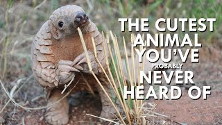 Pangolins are the Cutest Animals You’ve Never Heard Of [upl. by Seaver]