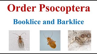 Order Psocoptera [upl. by Elleynad]