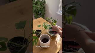 Styling A Rhaphidophora tetrasperma  Houseplants [upl. by Orrin]