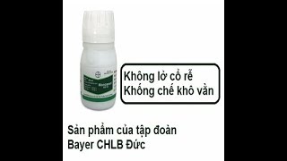 MONCEREN 250SC – THUỐC ĐẶC TRỊ BỆNH KHÔ VẰN LỞ CỔ RỄ CHẾT RẠP CÂY CON [upl. by Eeram]