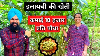 इलायची खेती की पूरी जानकारी cardamom farming in india Elachi ki kheti [upl. by Beghtol558]