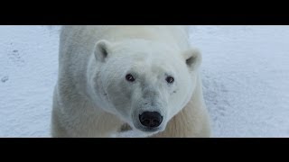 Explore the Polar Bear Capital of the World with Google Maps [upl. by Ttezil]