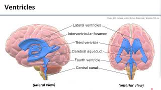 LO9 Ventricular System and CSF [upl. by Aitas904]