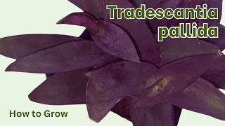 How to Grow Tradescantia pallida [upl. by Nuawad317]