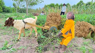 Farmer CUTIS goes harvest vegetables to sell to earn money feed friends [upl. by Noiro]