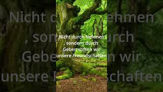 Zitate zum Nachdenken 52 ☘ [upl. by Grimbly]