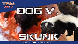 Dog vs SKUNKDoes TOMATO Juice Actually WORK [upl. by Alcot]