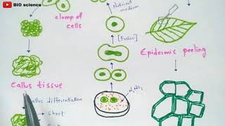 Protoplast culture method  Made easy  Bio science [upl. by Dnomal]