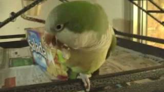 Quaker Parrot VERY excited with Box [upl. by Raine]