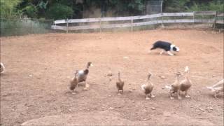 border collie herding ducks [upl. by Attekahs]