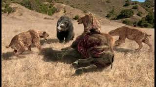 ShortFaced Bear vs Sabertooth Smilodon  Prehistoric Predators Episode 3 [upl. by Corell14]