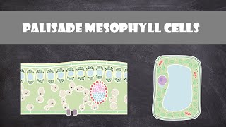 Palisade Mesophyll Cells  Cell Biology [upl. by Ailemor976]