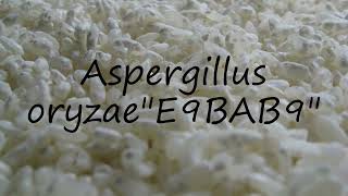 How to pronounce Aspergillus oryzaequotE9BAB9quot in English [upl. by Ailil]