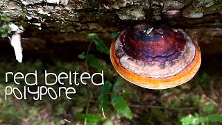 Red Belted Polypore  Medicinal Mushroom Mysteries  Harmonic Arts [upl. by Ratib]