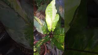 Good variegation anthuriumplant anthuriumlovers shortsvideo [upl. by Einiar]