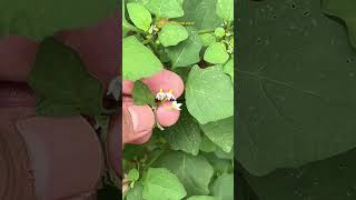 Kakamachi Solanum nigrumfruitgardennatureayurvedabamsdgreelsviralvideo [upl. by Hpesoy]