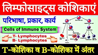 t cells and b cells  Differences between B cells and T cells  t lymphocytes and b lymphocytes [upl. by Koppel]