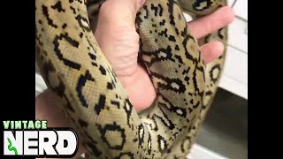 Ocelot Reticulated Python  Amazing Python look at this pattern [upl. by Nnagrom466]