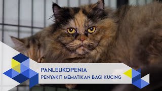 IPB Pedia Mengenal Panleukopenia Penyakit Mematikan Bagi Kucing [upl. by Eldin304]