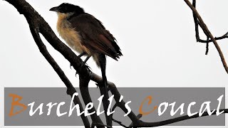 Burchells Coucal Centropus burchellii Bird Call amp Video  Stories Of The Kruger [upl. by Ahc]