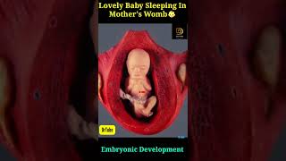 23 Week 3 Days Old Cute Child Doing healthy Growth In Mothers Womb month by month 👶 ❤ [upl. by Crandell]