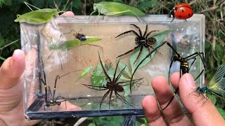 hunting insect in the wild‼️catch giant katydid golden orb spider weaver spider dragonflyladybug [upl. by Khanna309]