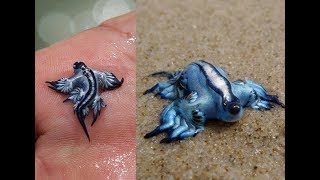 5 Facts about Glaucus Atlanticus Blue sea slug [upl. by Leval]