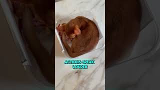 Philosophy 😼cat abyssinian funnyanimals catlover funnycats [upl. by Bible]