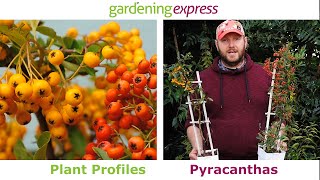 Plant Profile  Pyracanthas [upl. by Efron]